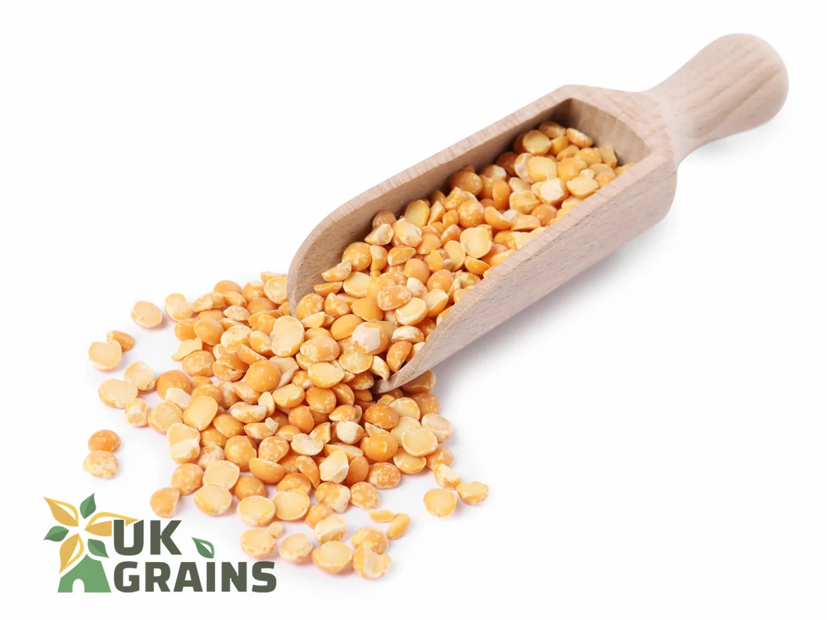 Organic yellow split peas | UK Grains