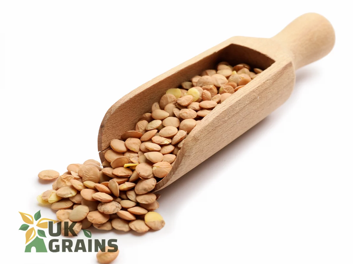 Nutritious green lentil | UK Grains