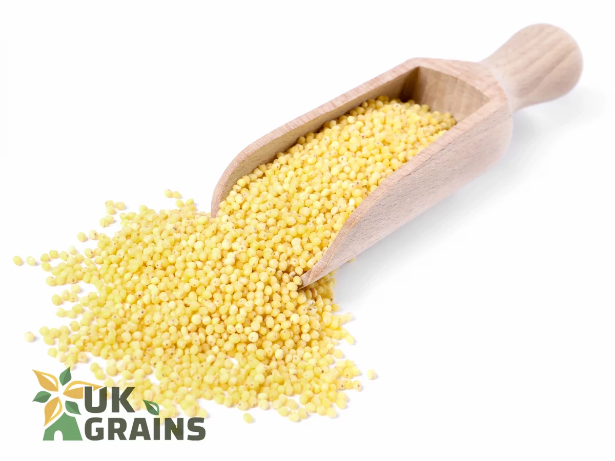 Seeds of millet | UK Grains