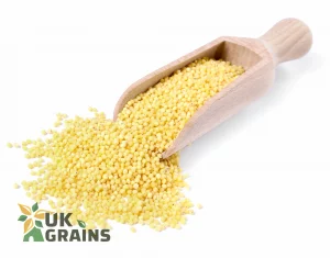 Hulled Millet – 25 kg