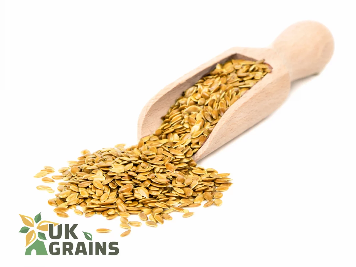 Healthy gold flax seeds | UK Grains