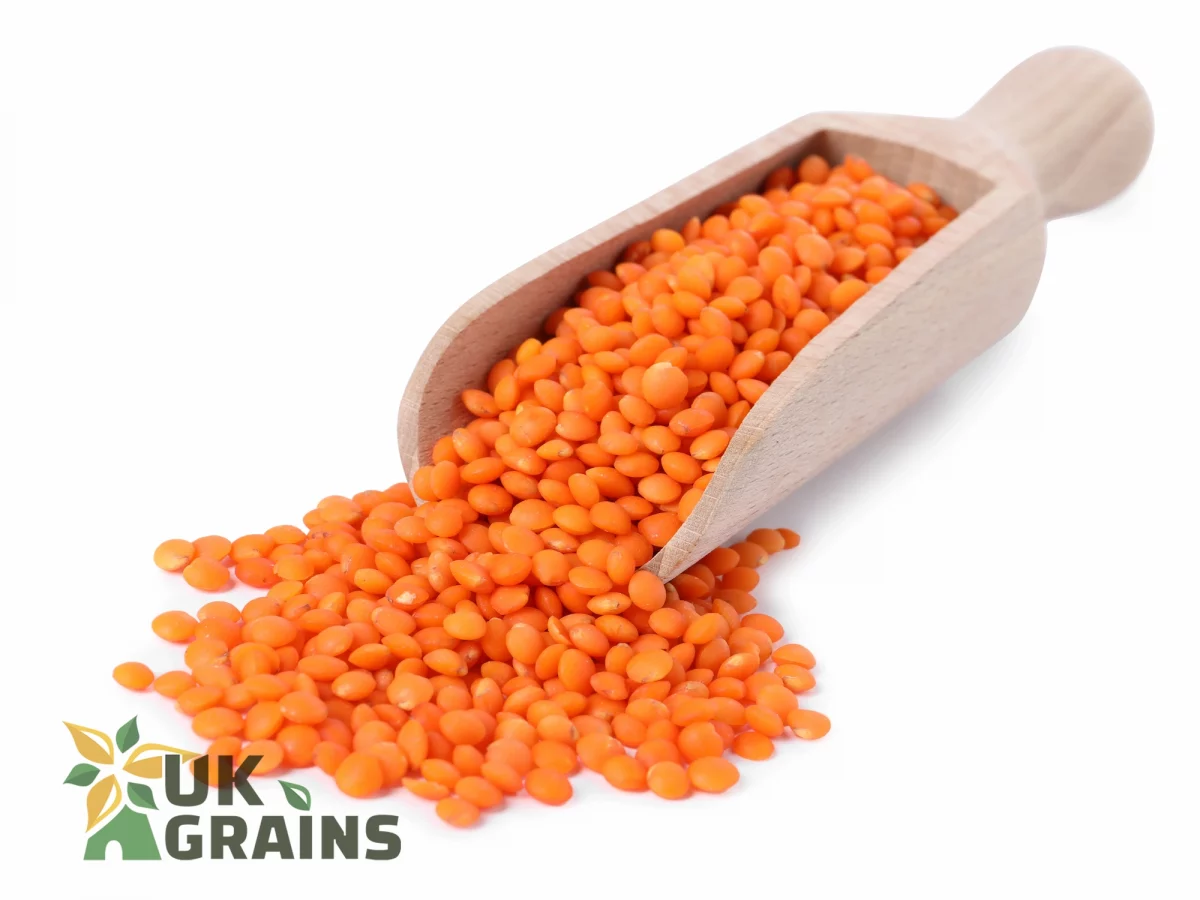 Lentils red | UK Grains