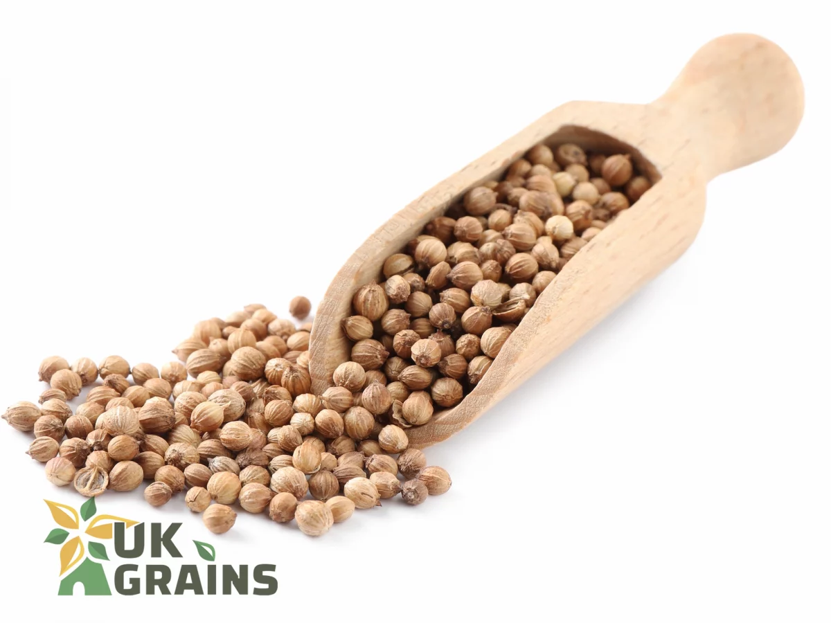 Coriander seed | UK Grains