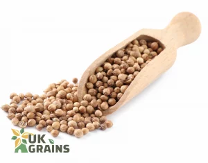 Coriander 10 kg