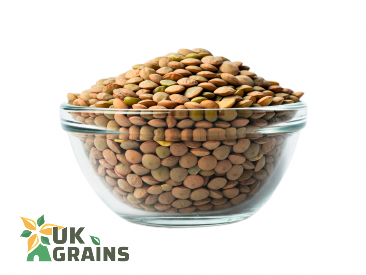 Healthy green lentils | UK Grains