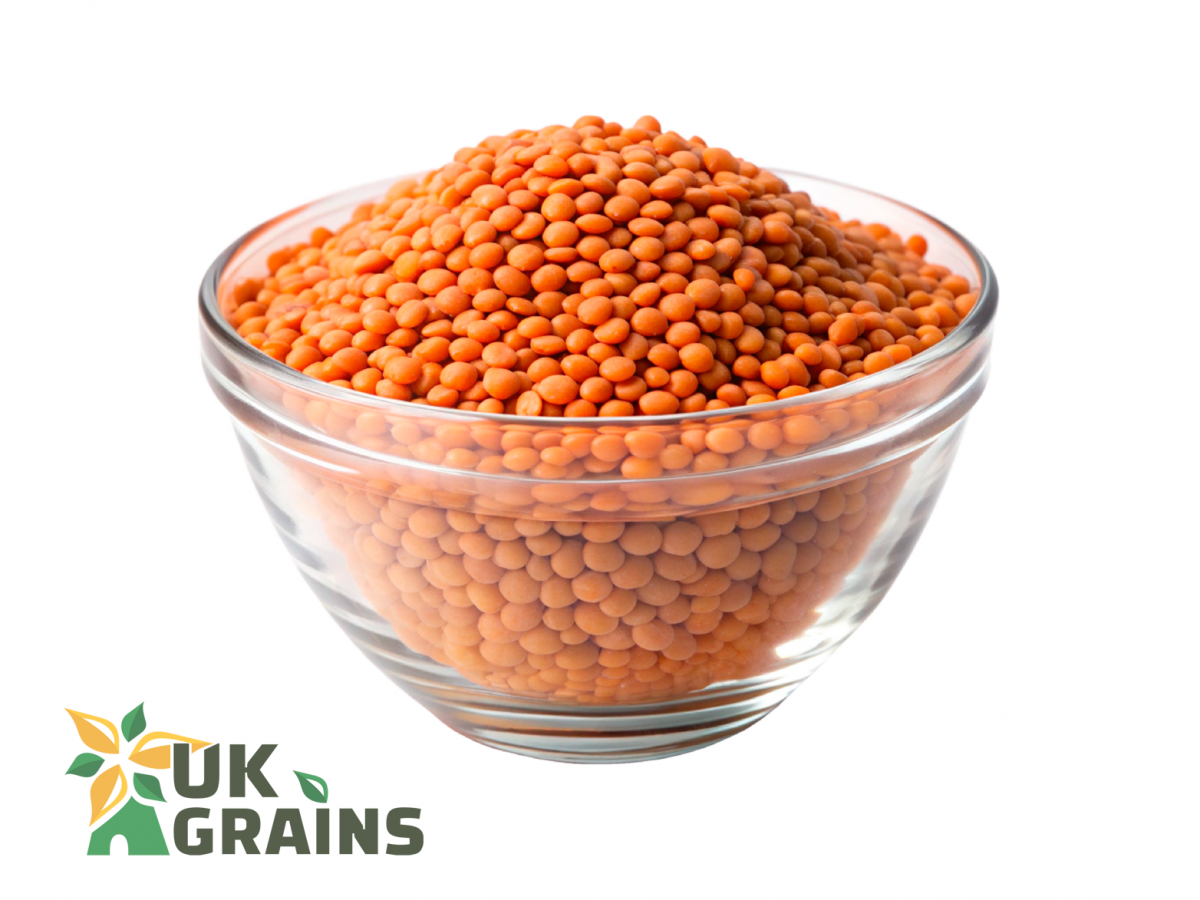 Organic red lentils UK | UK Grains