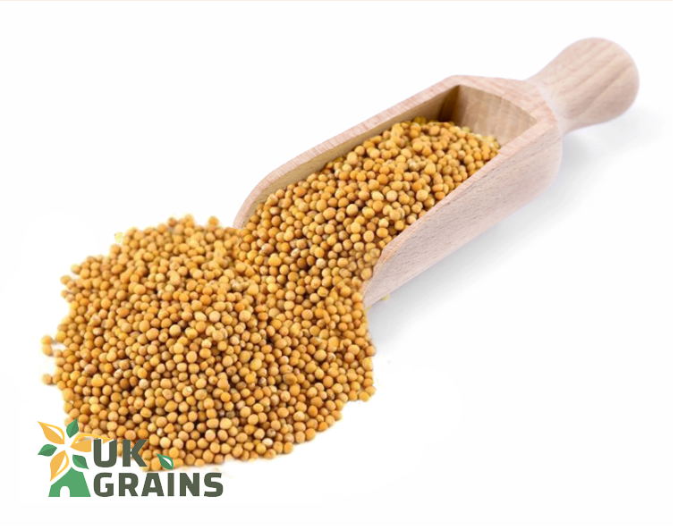 Yellow Mustard Seeds - 25kg