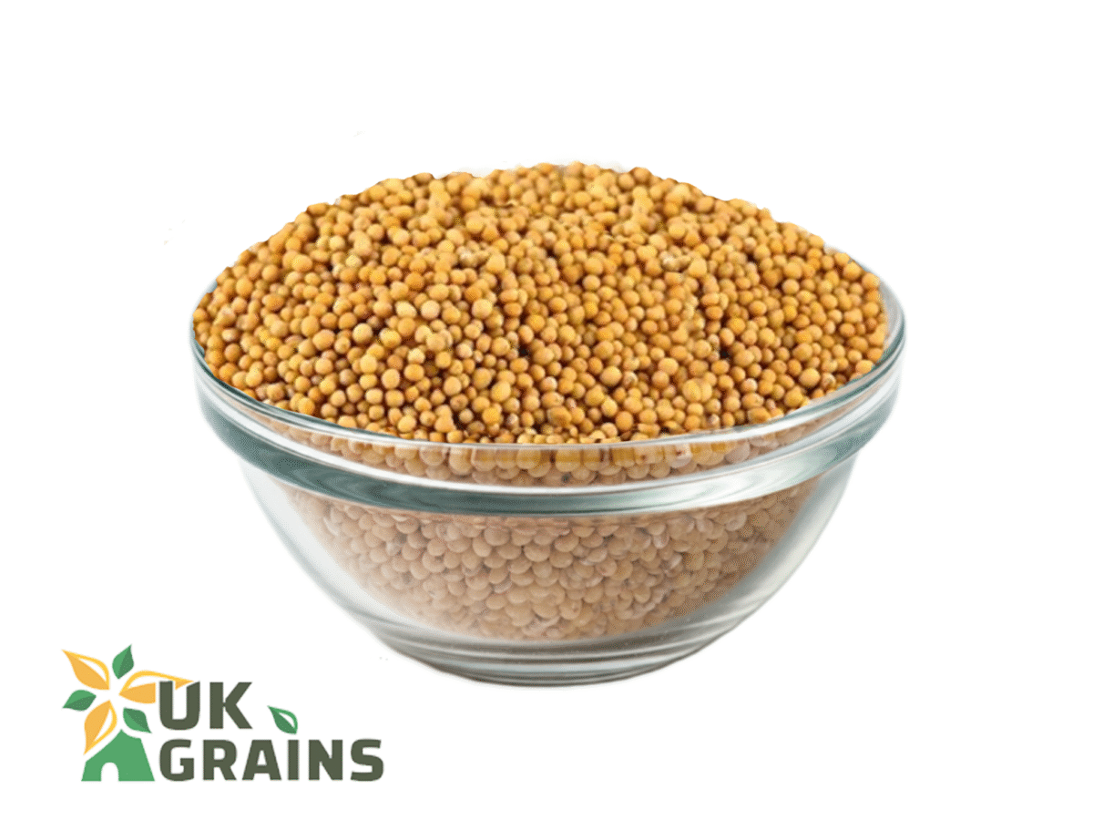 Yellow Mustard Seeds - 25kg - Image 2
